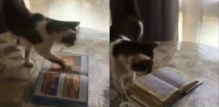 Dipancing makanan kucing ini injak buku tapi saat diganti Al Quran hal menakjubkan terjadi min1 3