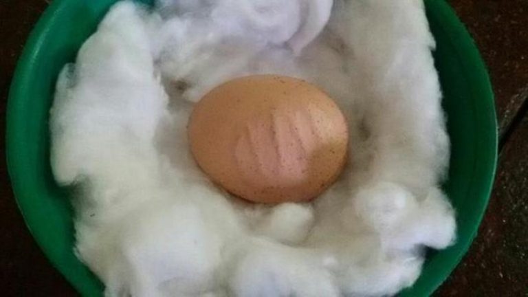 Hebohkan warga sekitar gadis asal Manado temukan telur ayam bertuliskan lafaz Allah