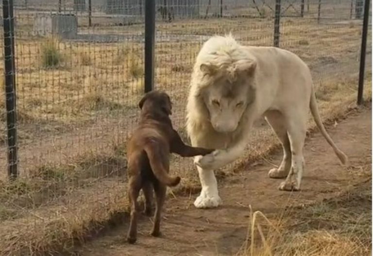 Momen langka singa putih cium tangan seekor anjing ini terekam kamera
