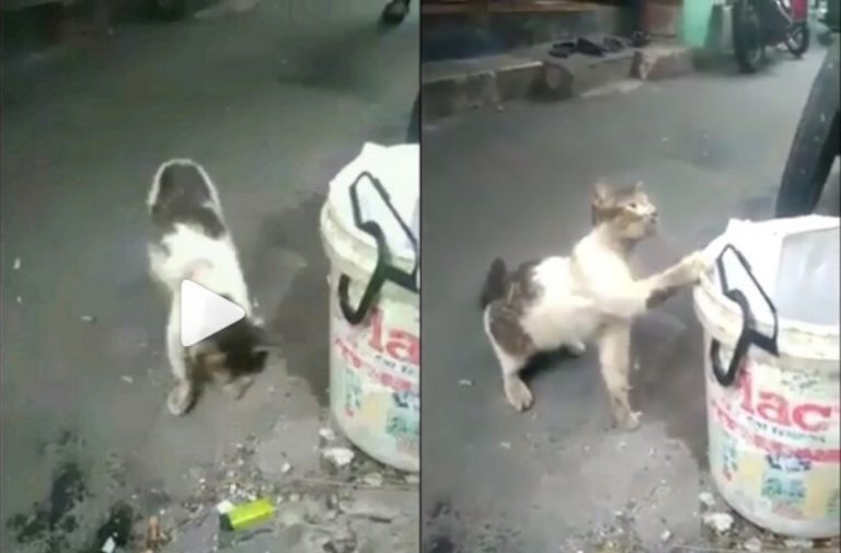 Video kucing kelaparan sedang mengais makanan di tong sampah ini viral wajah lucunya berubah menyedihkan