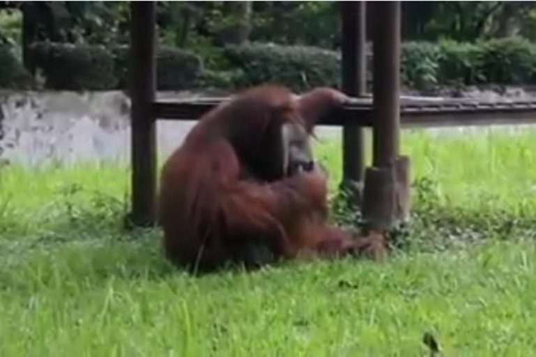 Beredar video orang utan hisap rokok pengelola Kebun Binatang Bandung perketat pengawasan