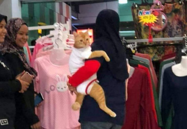 Cara wanita ini ajak kucingnya jalan jalan ke mall bikin greget dikira bayi kali ah
