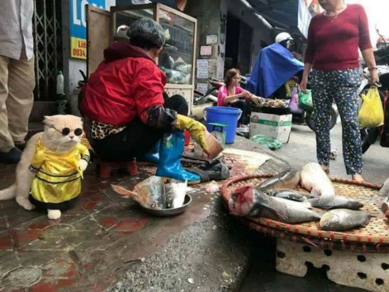 Jadi pedagang ikan di pasar aksi menggemaskan kucing ini curi perhatian