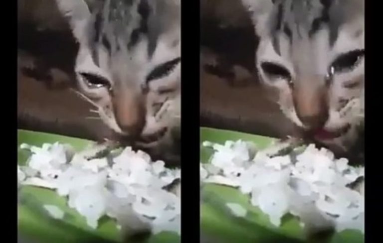 Mengharukan anak kucing ini sampai menangis saat diberi makan dalam kondisi kelaparan