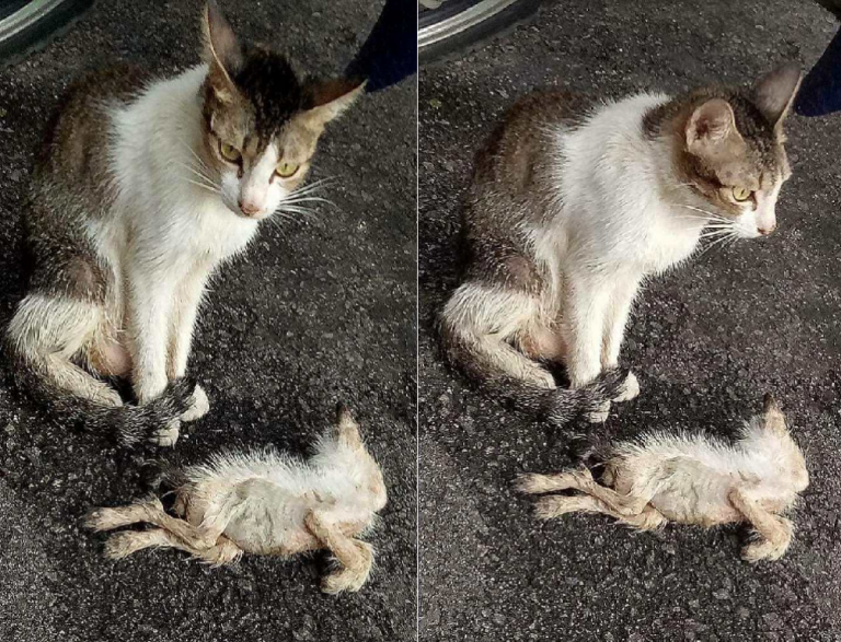 Gara gara mencuri ikan pemilik warung ini tega siram anak kucing pake air panas