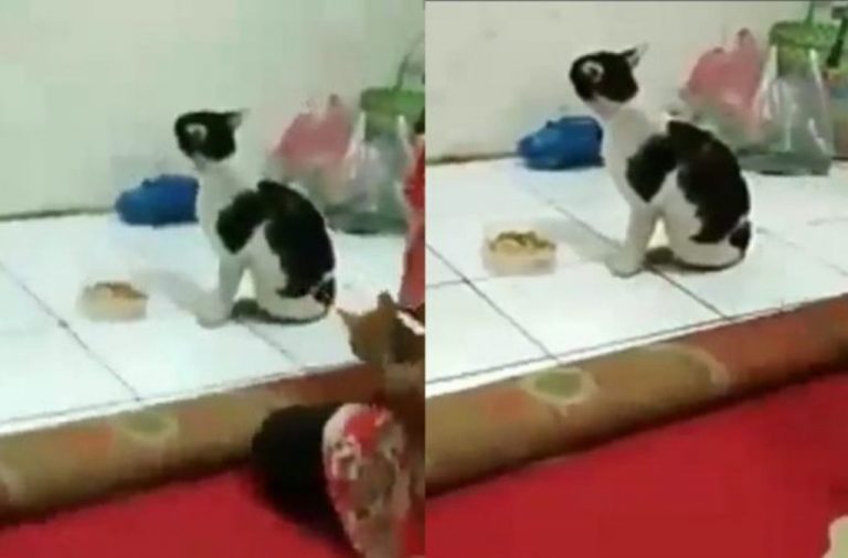 Lama nggak pulang kucing ini baper ketika dapati majikannya punya hewan peliharaan lain