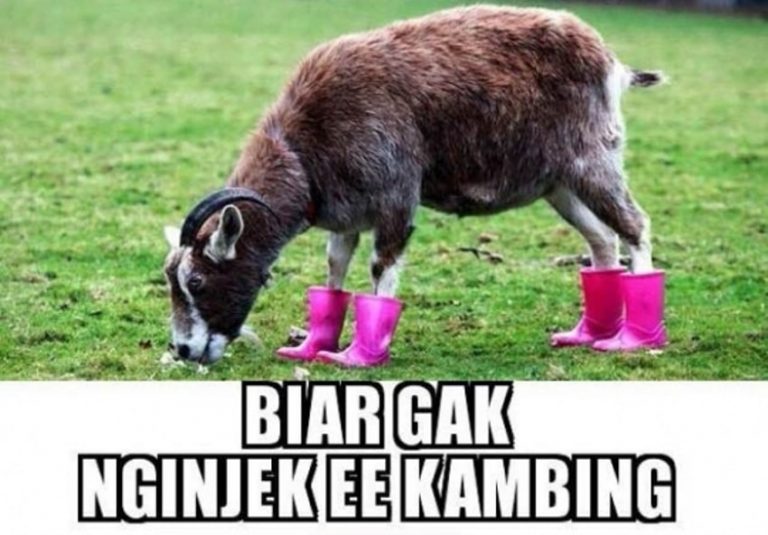 10 meme kurban Idul Adha 2019 lucu yang bikin ngakak sampai perut sakit min