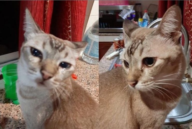 Ngakak Foto lucu kucing menangis karena irisan bawang viral