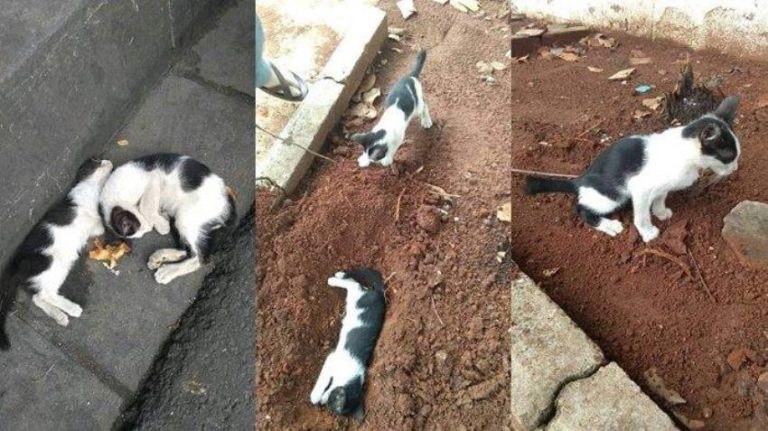 Dikira tidur potret kucing bawakan makanan untuk saudaranya yang mati ini viral 1