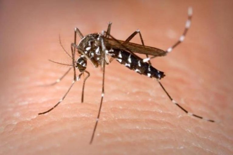 4 Ciri ciri nyamuk aedes aegypty yang harus diwaspadai di musim penghujan